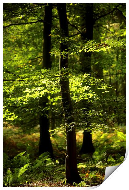 sunlit woodland Print by Simon Johnson