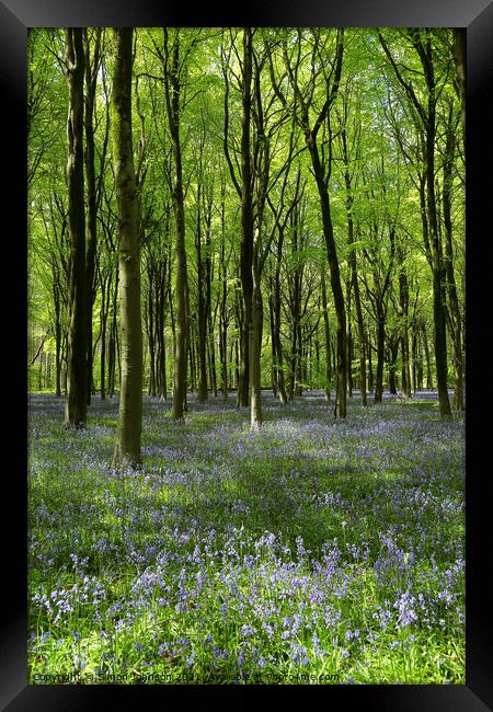 Woodland Bluebells Framed Print by Simon Johnson