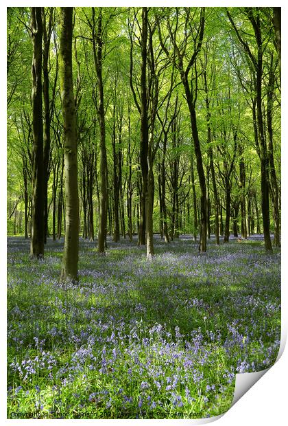 Woodland Bluebells Print by Simon Johnson