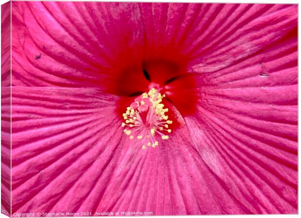 Pink Flower Canvas Print by Stephanie Moore