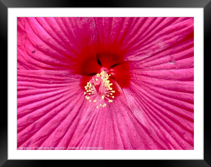 Pink Flower Framed Mounted Print by Stephanie Moore
