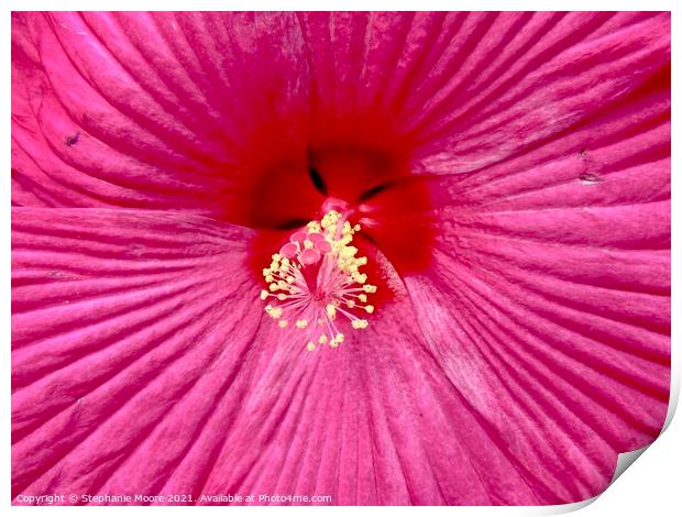 Pink Flower Print by Stephanie Moore