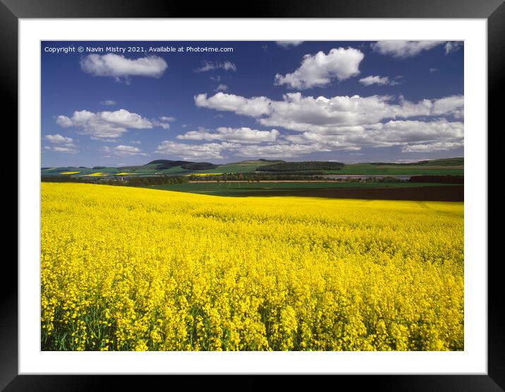A field of Yellow Rapeseed Oil crop, Perthshire Framed Mounted Print by Navin Mistry
