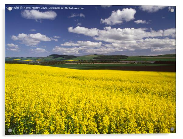 A field of Yellow Rapeseed Oil crop, Perthshire Acrylic by Navin Mistry