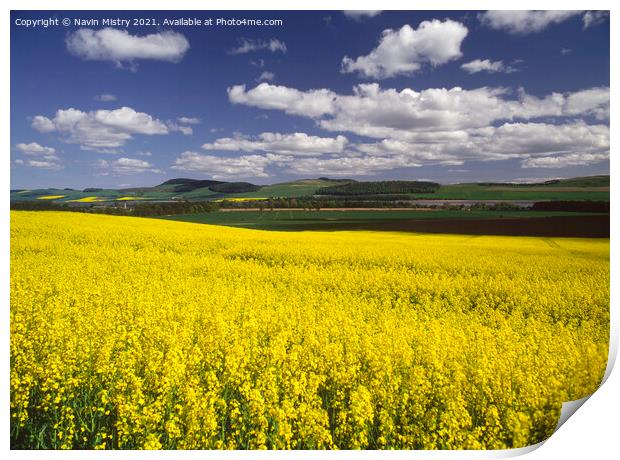 A field of Yellow Rapeseed Oil crop, Perthshire Print by Navin Mistry