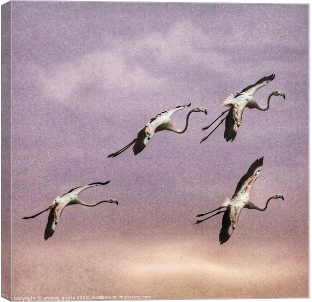 flight of flamingos Canvas Print by anurag gupta