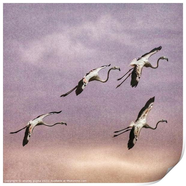 flight of flamingos Print by anurag gupta