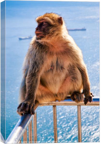 Barbary Macaque Rock Of Gibraltar Canvas Print by Wight Landscapes