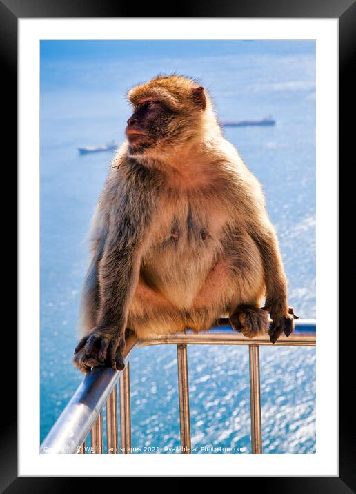 Barbary Macaque Rock Of Gibraltar Framed Mounted Print by Wight Landscapes
