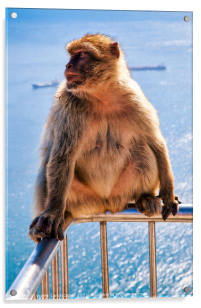 Barbary Macaque Rock Of Gibraltar Acrylic by Wight Landscapes