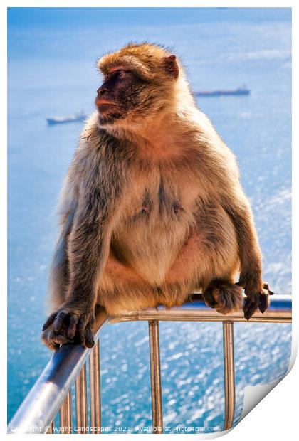 Barbary Macaque Rock Of Gibraltar Print by Wight Landscapes