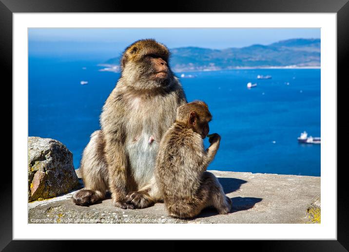 Barbary Macaques Rock Of Gibraltar Framed Mounted Print by Wight Landscapes