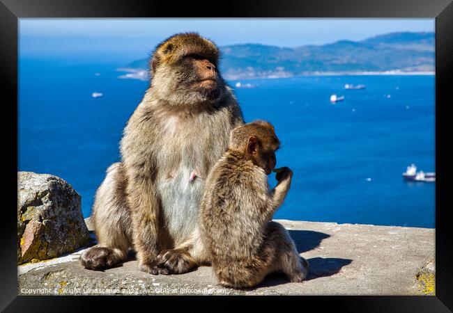 Barbary Macaques Rock Of Gibraltar Framed Print by Wight Landscapes