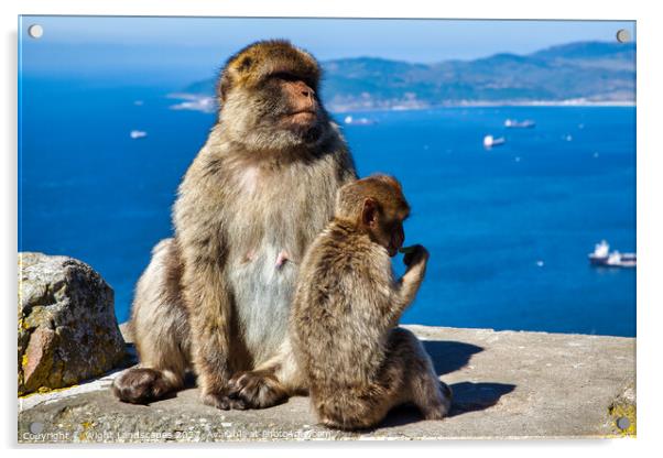 Barbary Macaques Rock Of Gibraltar Acrylic by Wight Landscapes