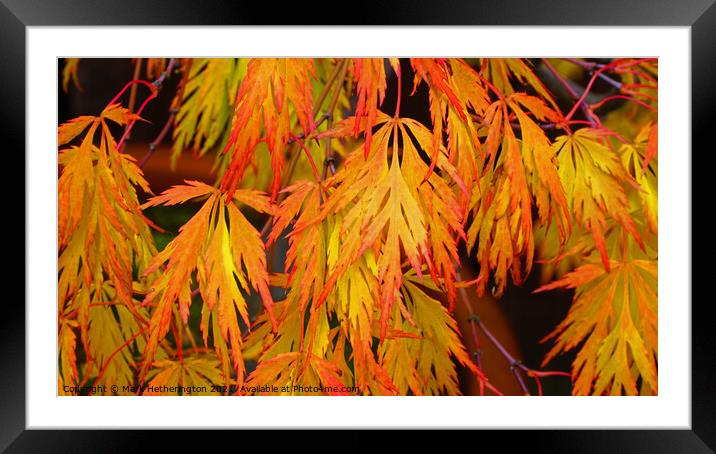Acer Autumn colour Framed Mounted Print by Mark Hetherington