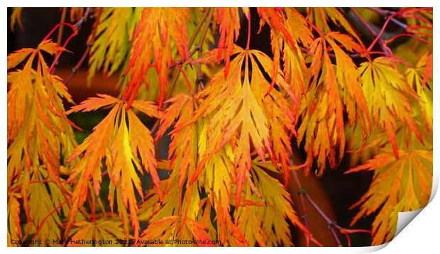 Acer Autumn colour Print by Mark Hetherington