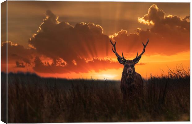 Wild Red Stag at sunrise Canvas Print by John Finney