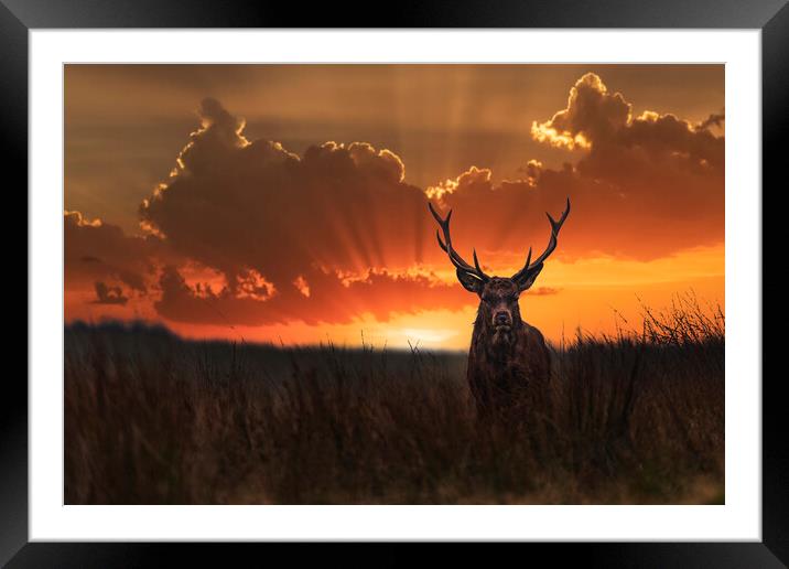 Wild Red Stag at sunrise Framed Mounted Print by John Finney
