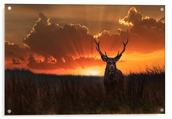 Wild Red Stag at sunrise Acrylic by John Finney