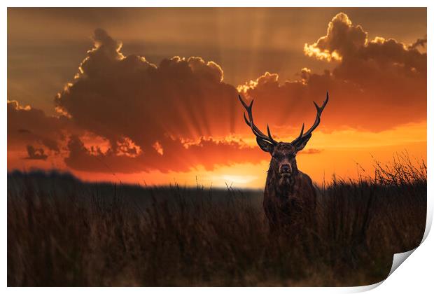Wild Red Stag at sunrise Print by John Finney