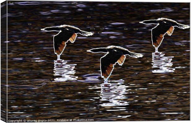 Birds in flight Canvas Print by anurag gupta