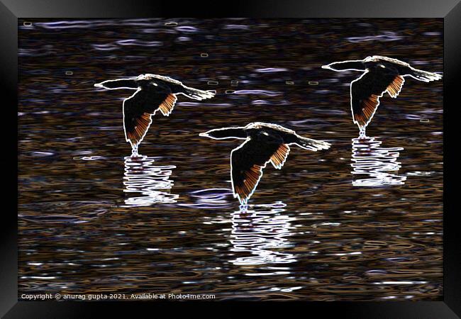 Birds in flight Framed Print by anurag gupta