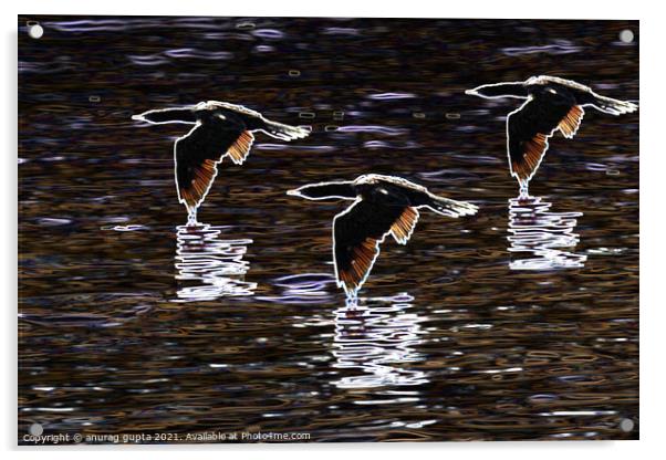 Birds in flight Acrylic by anurag gupta