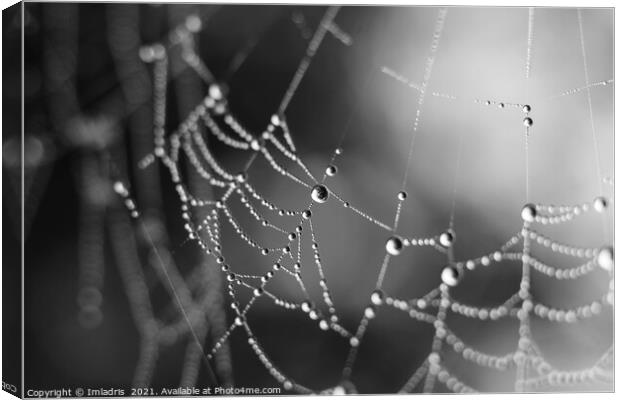 Spiders Web Dewdrops, abstract mono Canvas Print by Imladris 