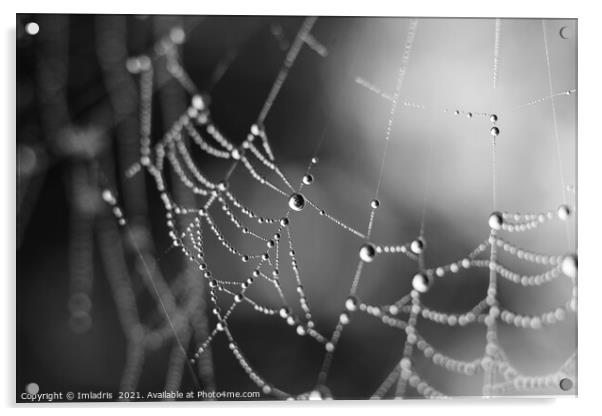 Spiders Web Dewdrops, abstract mono Acrylic by Imladris 