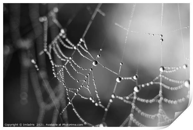 Spiders Web Dewdrops, abstract mono Print by Imladris 
