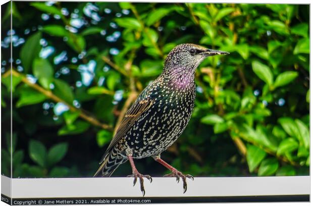A Starling  Canvas Print by Jane Metters