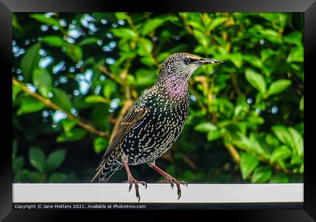 A Starling  Framed Print by Jane Metters