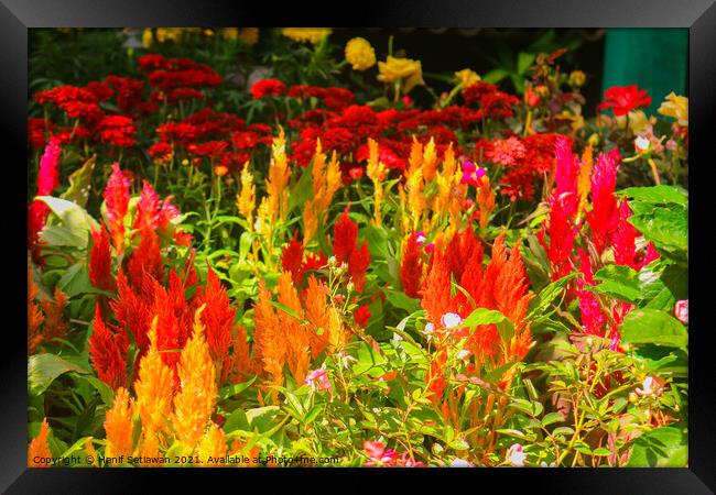 Red yellow Celosia Argentea or Prince Of Wales Fea Framed Print by Hanif Setiawan