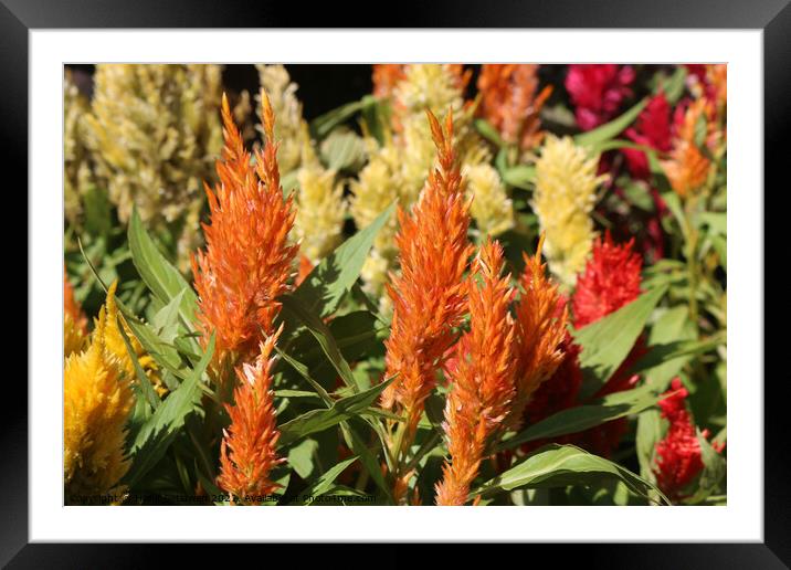 Orange Prince of Wales feathers or Celosia Argente Framed Mounted Print by Hanif Setiawan