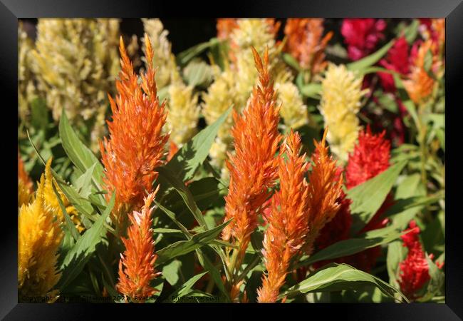 Orange Prince of Wales feathers or Celosia Argente Framed Print by Hanif Setiawan