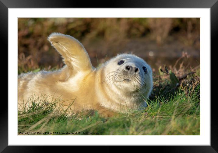 High Five!!! Framed Mounted Print by Fiona Etkin