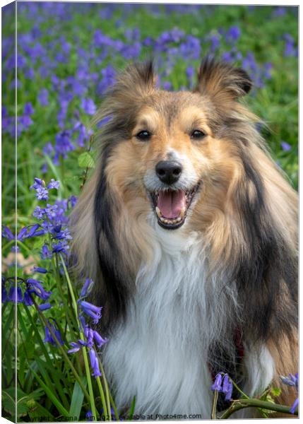 Benji in the Bluebells Canvas Print by Fiona Etkin