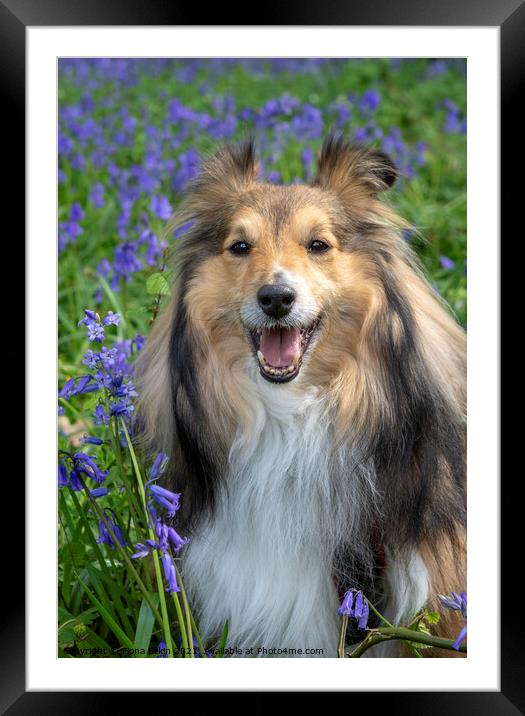 Benji in the Bluebells Framed Mounted Print by Fiona Etkin