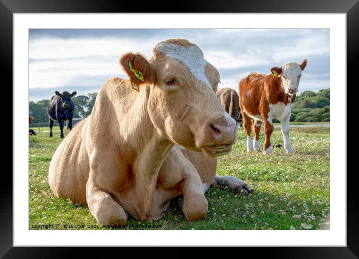 Cows in the New Forest Framed Mounted Print by Fiona Etkin