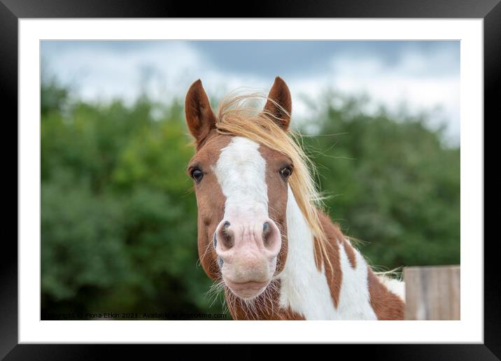 Chestnut and White Horse portrait Framed Mounted Print by Fiona Etkin