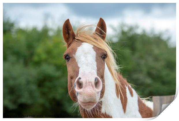 Chestnut and White Horse portrait Print by Fiona Etkin