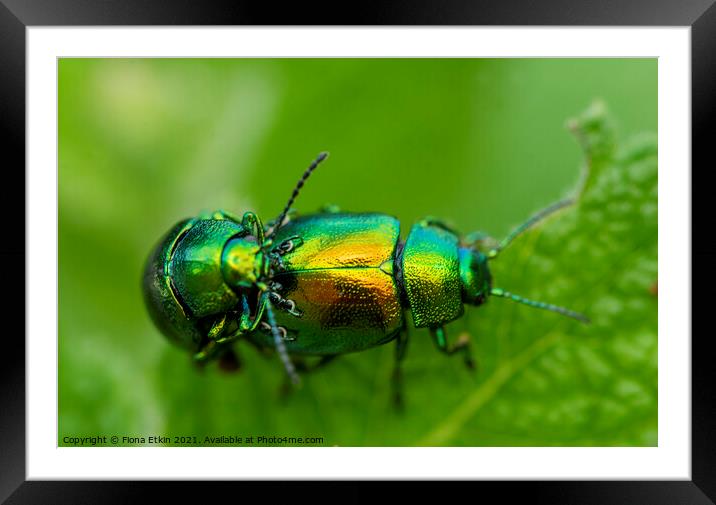 Tansy Beetles macro Framed Mounted Print by Fiona Etkin