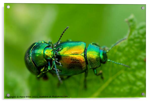 Tansy Beetles macro Acrylic by Fiona Etkin