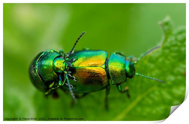 Tansy Beetles macro Print by Fiona Etkin