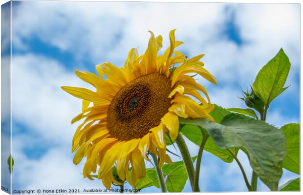 Sunflower in the sky Canvas Print by Fiona Etkin