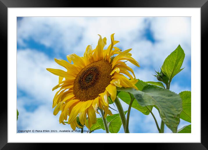 Sunflower in the sky Framed Mounted Print by Fiona Etkin