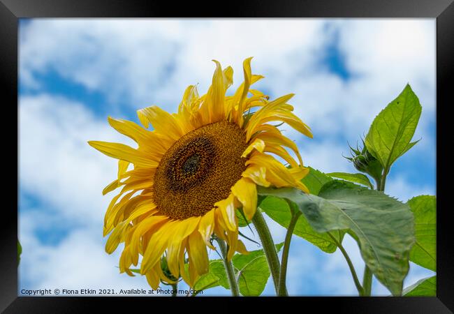 Sunflower in the sky Framed Print by Fiona Etkin