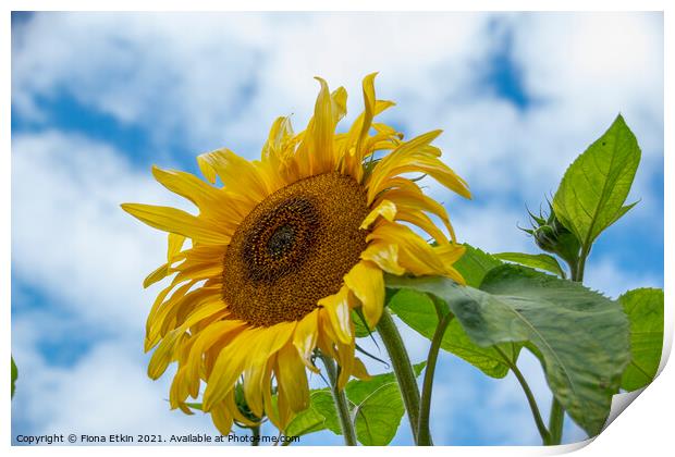 Sunflower in the sky Print by Fiona Etkin