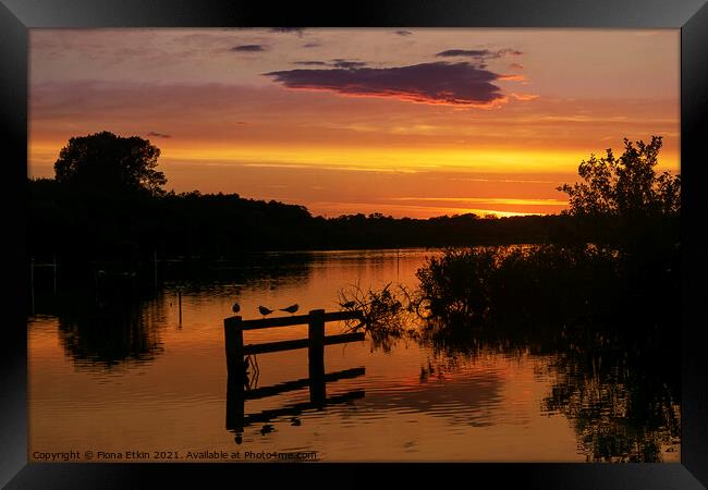 Sunset at Ranworth RSPB  Framed Print by Fiona Etkin