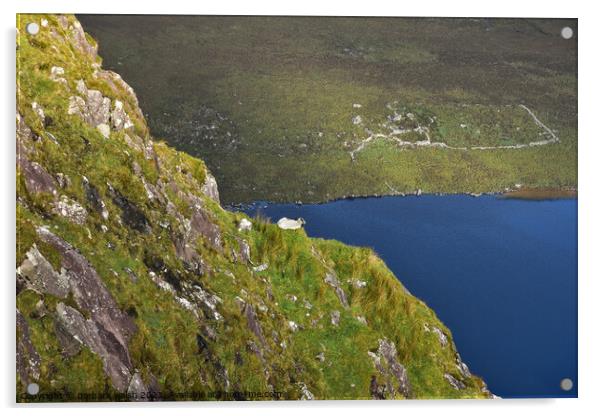Sheep with view Acrylic by barbara walsh